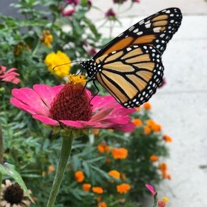 Meet your Posher, Crystal